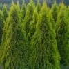 Tuja Szmaragd Light Thuja Smaragd Light (C2)