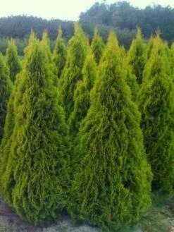 Tuja Szmaragd Light Thuja Smaragd Light (C2)