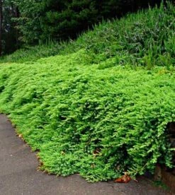 Jałowiec Nadbrzeżny