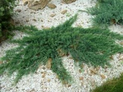 Jałowiec Płożący Glacier (C2)