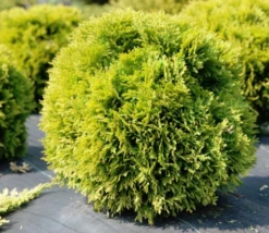 Thuja Tuja Żywotnik Zachodni Dawid (C2)