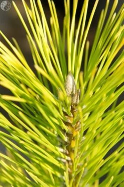 Sosna Thunberga Ogon