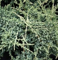 Jałowiec łuskowaty Gold Tip (C2)