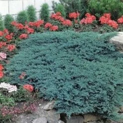 Jałowiec Płożący Glauca