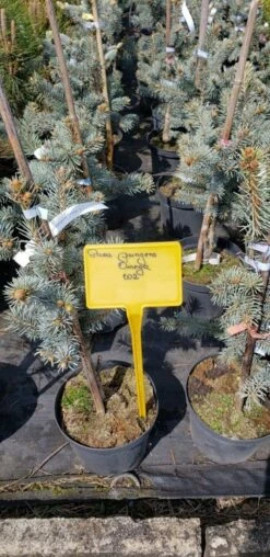 Świerk Kłujący 'Omega'