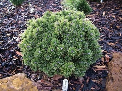 Sosna Kosodrzewina Minikin