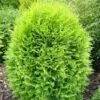 Tuja Żywotnik Zachodni Globosa Aurea