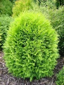 Tuja Żywotnik Zachodni Globosa Aurea