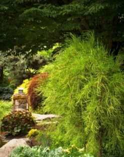 Tuja Żywotnik Zachodni Filiformis