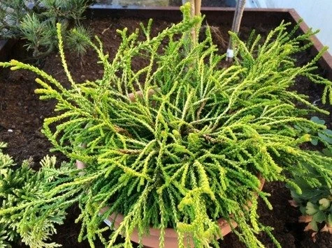 Cyprysik Tępołuskowy Gitte