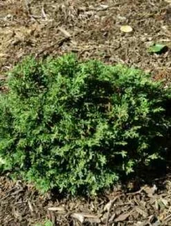 Cyprysik Lawsona Forsteckensis