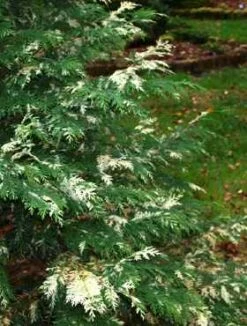 Cyprysik Lawsona Konijns Silver