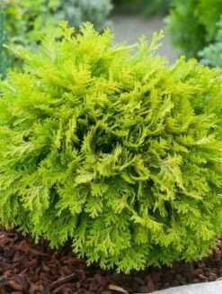 Cyprysik Lawsona Mini Nova