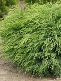 Cyprysik Lawsona Parsons