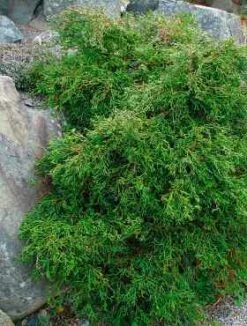 Cyprysik Tępołuskowy (japoński) Coralliformis