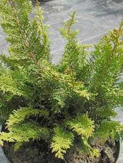 Cyprysik Tępołuskowy (japoński) Dilatush