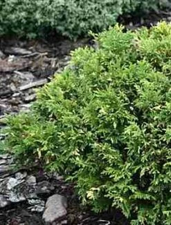 Cyprysik Groszkowy Gold Dust (C2)