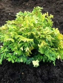 Cyprysik Groszkowy Nana Argenteovariegata