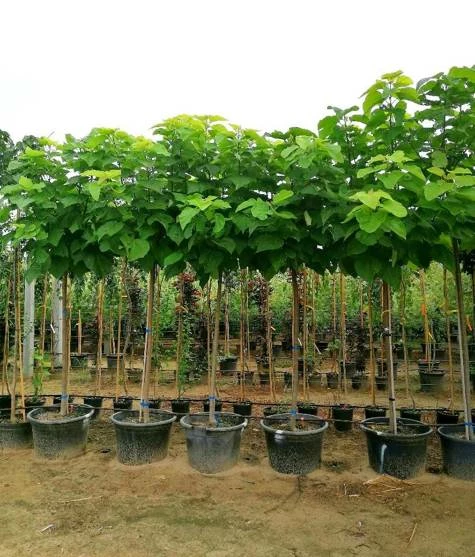 Katalpa Surmia Szczepiona Na Pniu Żółtolistna O Kulistej Koronie (Pa 200, Obw. 8/14, H-200/300)