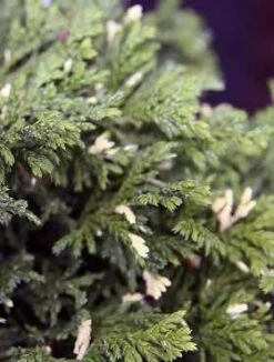 Cyprysik Groszkowy Silver Lode