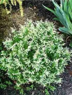 Cyprysik Groszkowy Snow