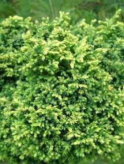 Cyprysik Groszkowy Spaan’s Cannonball