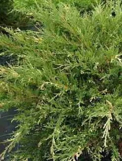 Jałowiec Chiński Izabelin