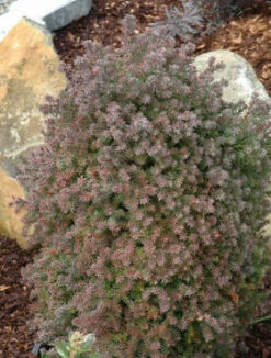 Cyprysik żywotnikowaty Red Star