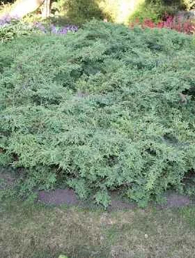 Jałowiec Pospolity Hornibrookii