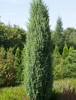 Jałowiec Pospolity Meyer