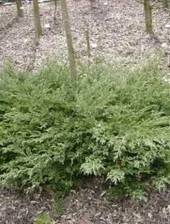 Jałowiec Dawurski (sabiński) Avasi