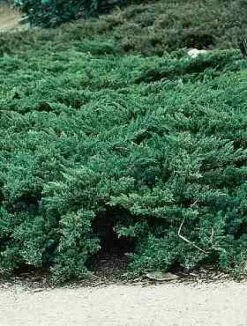 Jałowiec Dawurski (sabiński) Parsonsi