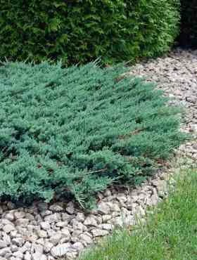 Jałowiec Płożący Hughes