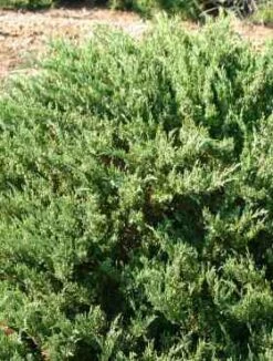 Jałowiec Płożący Sargenthi