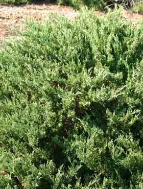 Jałowiec Płożący Sargenthi