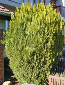 Cyprysik Lawsona Ellwoodii Gold