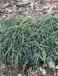 Jałowiec łuskowaty 'Blue Spider'