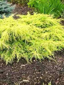 Jałowiec Pośredni Golden Saucer