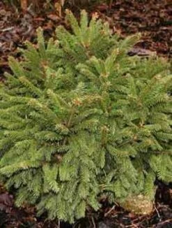 Świerk Pospolity Compacta (C2)