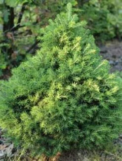 Świerk Pospolity Dan’s Dwarf (C2)