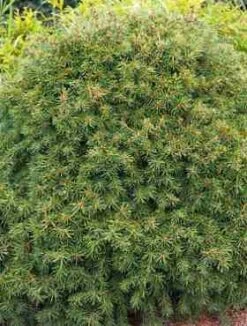 Świerk Pospolity Gregoryana