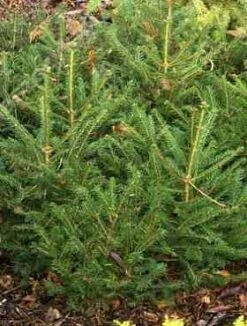 Świerk Pospolity Hystrix