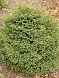 Świerk Pospolity Luua Pärl