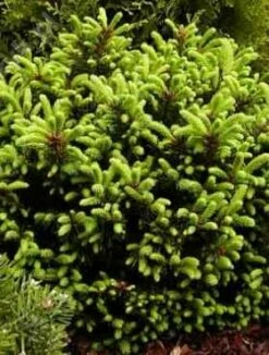 Świerk Pospolity Ohlendorfii