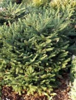 Świerk Pospolity Pumila Glauca (C2)