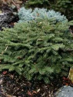 Świerk Pospolity Tabuliformis