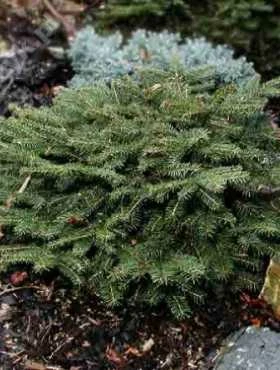 Świerk Pospolity Tabuliformis