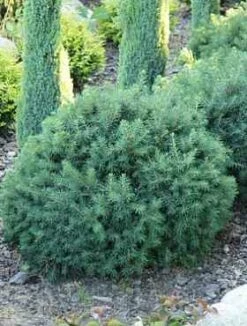 Świerk Pospolity Veitchii