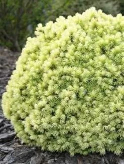 Świerk Biały Dendrofarma Gold (C2)