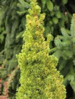 Świerk Biały 'Golden Peak ®'